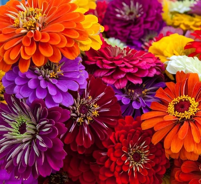Zinnia Seeds for Planting – Non-GMO Heirloom Zinnia Flower Seeds – Full Instruction Packets to Plant in Your Home Outdoor Garden – Gardening Gift – 50 California Giant Zinnia Seeds (1 Packet)