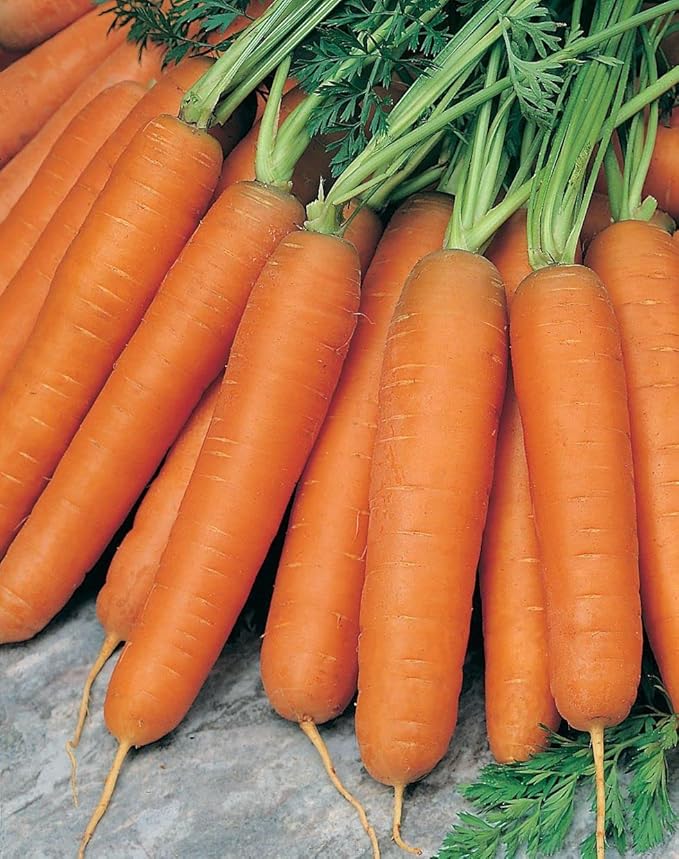 3000 Scarlet Nantes Carrot Seeds for Planting Organic Heirloom Non-GMO 5+ Grams Garden Vegetable Bulk Survival