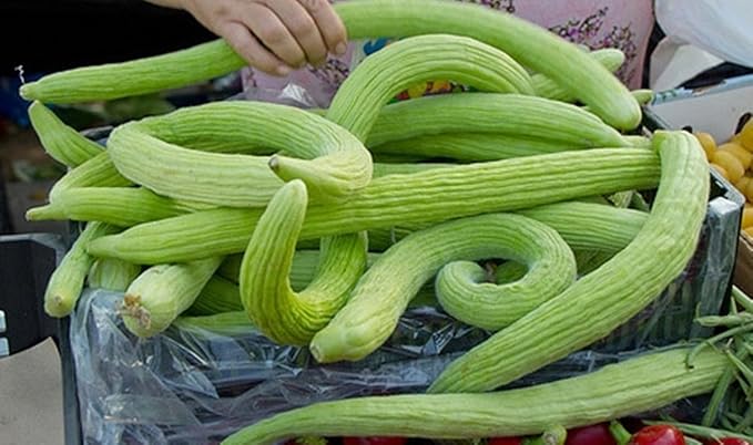 Seeds Rare Cucumber Armenian Long 70 Days Pickling Vegetable for Planting Heirloom Non GMO
