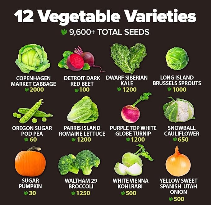HOME GROWN 12 Fall Vegetable Seeds 9600+ Heirloom Non-GMO, High Germination, Cold Hardy Frost Tolerant Cool Season Garden, Beets, Kale, Cabbage, Peas, Broccoli, Lettuce, Onions (12 Varieties)