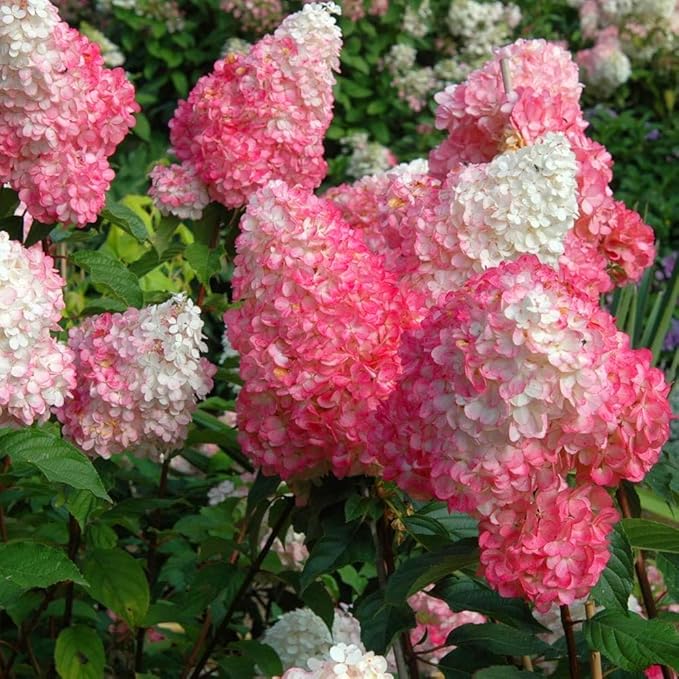 50+Vanilla Strawberry Hydrangea Geranium Flower Seed for Planting Outdoor Garden Home Attracts Bees Butterflies