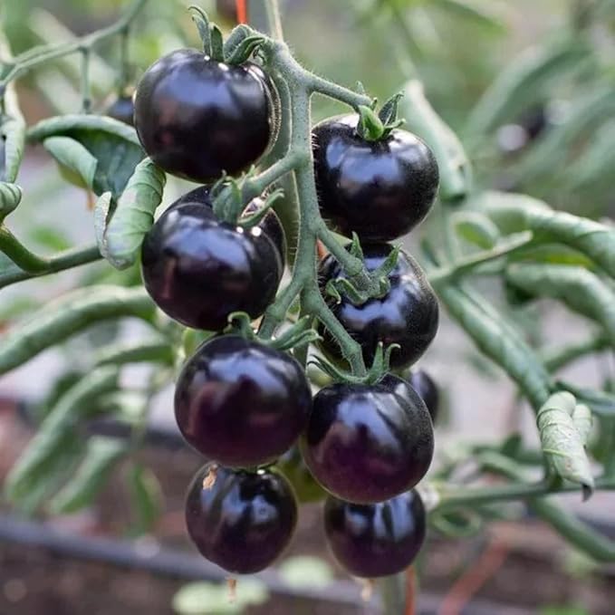 ZEshops 100pcs European Black Cherry Tomato Seeds - Heirloom, Non-GMO, Rich Flavor - Full Planting Guide Included for Home Gardens, Perfect Gardening Gift (Black Cherry Tomato Seeds)