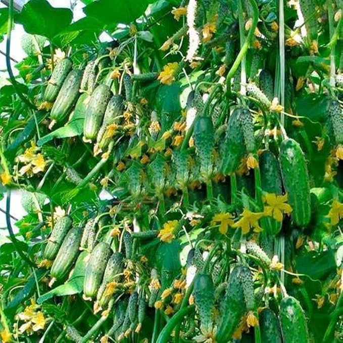 Seeds Vegetable Cucumber Titus Heirloom for Pickling 45 Days - 20 Seeds