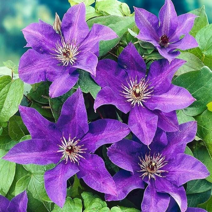50 Dark Purple Clematis Seeds Bloom Climbing Non-GMO, Heirloom Seeds Perennial Flower Seeds Garden Flower