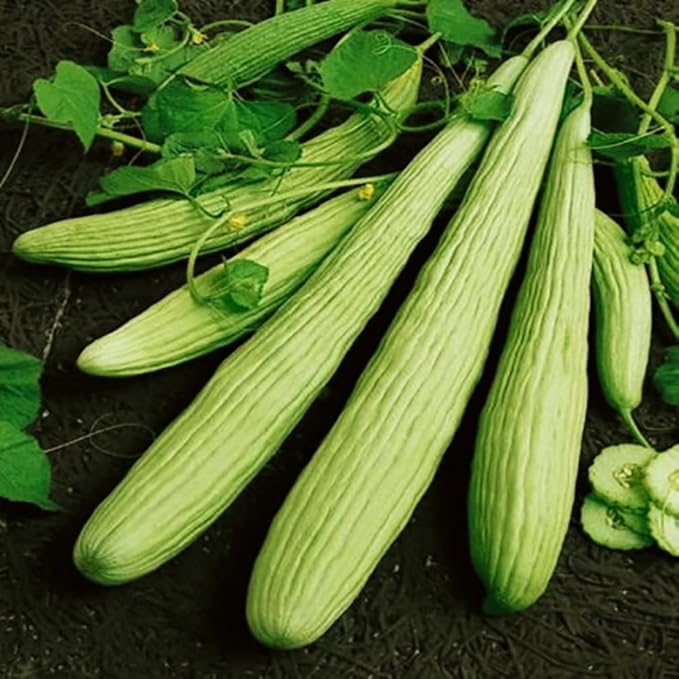 Seeds Rare Cucumber Armenian Long 70 Days Pickling Vegetable for Planting Heirloom Non GMO