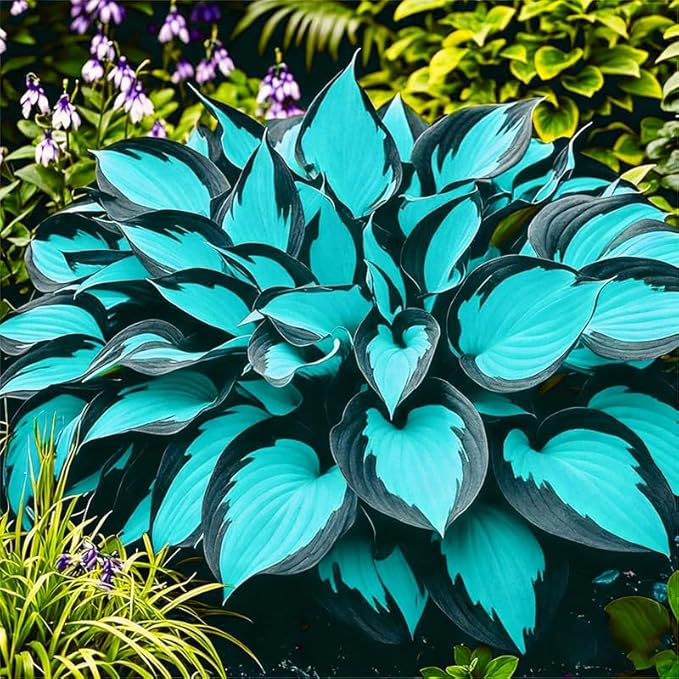 115+ Exotic Hosta Seeds for Planting-Suitable for Potted Plants