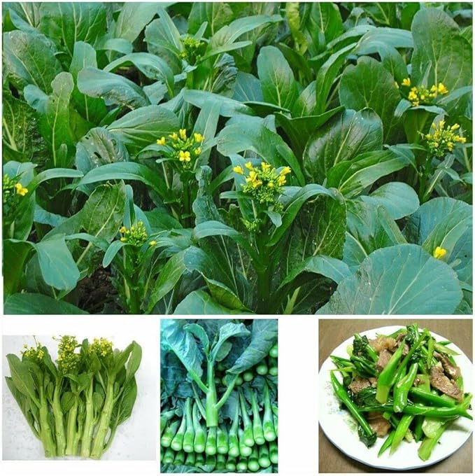 2000+ Seeds Brassica Juncea Choy Sum Mustard Yu Choy Sum Seeds, USA Chinese Broccoli Scallion Chive Asian Vegetable, Cải NGỌt ăn bông (Cải Ngồng)