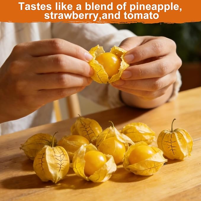 1000+ Ground Cherry Seeds for Planting, Non-GMO Heirloom Fruit Seeds for Outdoor Vegetable Garden, Open-Pollinated, Sweet Pineapple Ground Husk Cherry Tomatoes - Physalis pruinosa