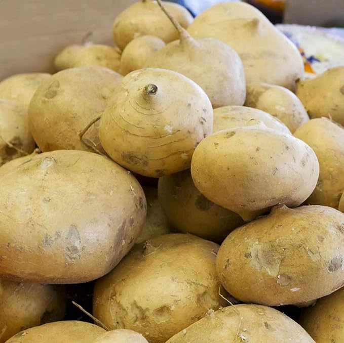 CHUXAY GARDEN Jicama Seed 100 Seeds Edible Mexican Turnip Heirloom Food Crop Non-GMO Vegetable Survival Gear Food Seeds