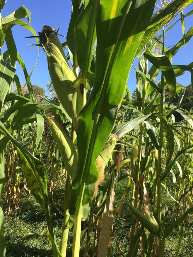 100% Organic, Silver, Hawaiian #9, Super, Sweet Corn, Heirloom, Open Pollinated, Non GMO
