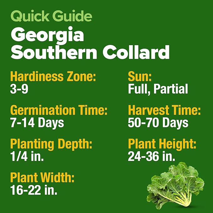 HOME GROWN Georgia Southern Collard Green Seeds 600+ Heirloom Non-GMO Seeds for Planting, High Germination, Heat Tolerant Leafy Green, Slow to Bolt, Nutritious Southern Classic (Brassica oleracea)