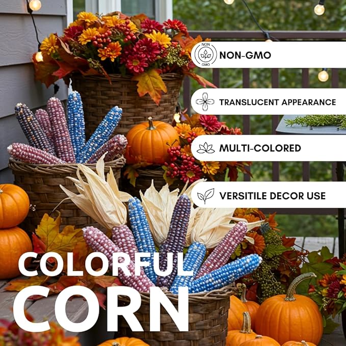 Glass Gem Indian Corn Seeds for Planting - 25+ Seeds - Vibrant Translucent Kernels - Grown in Iowa - Non-GMO