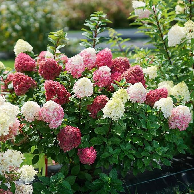 50+Vanilla Strawberry Hydrangea Geranium Flower Seed for Planting Outdoor Garden Home Attracts Bees Butterflies