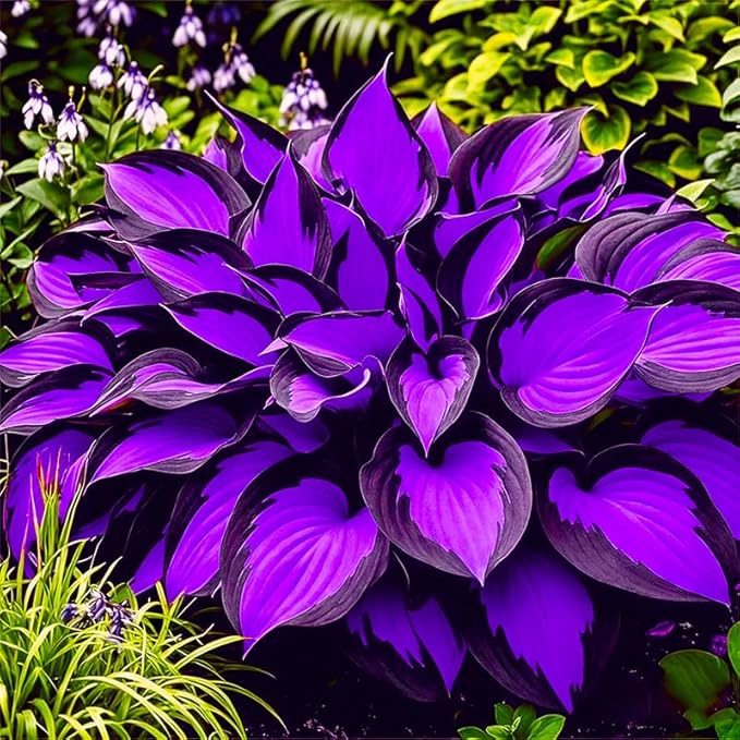 115+ Exotic Hosta Seeds for Planting-Suitable for Potted Plants