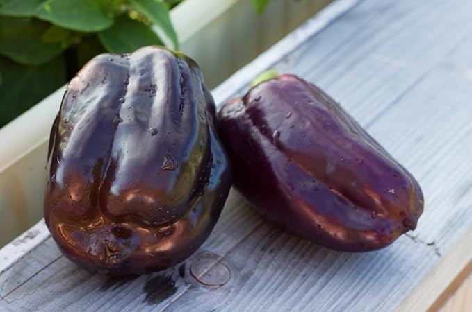 Seeds Sweet Pepper Oda Purple Bell Heirloom Vegetable for Planting Non GMO