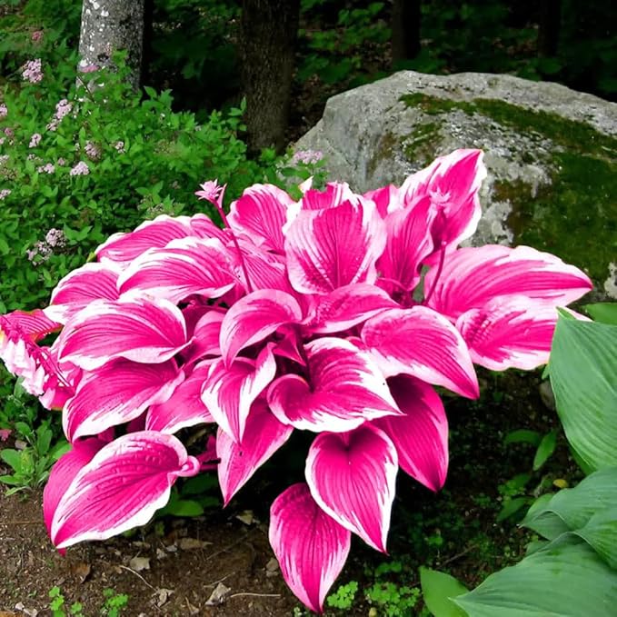 302+ Hosta Seeds for Planting Outdoors, Hosta Seeds Shade Plant Seeds Perennial with Large Decorative Leaves,Perennial Ground Cover for Woodland Gardens
