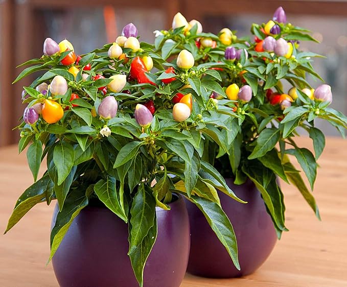 Seeds Pepper Masquerade Indoor Ornamental Mix Mini Decorative Vegetable for Planting Pot Heirloom Non GMO