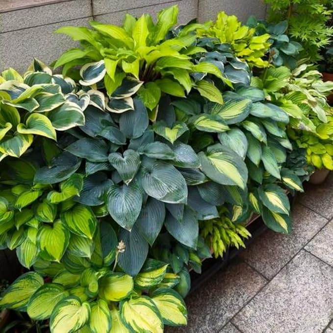 999pcs Premium Cold-Hardy Hosta Seeds, Non-GMO Perennial Shade Plants for Lawns, Borders, Low-Light Areas, USA Grown