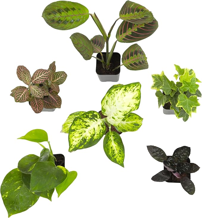 Easy to Grow Houseplants (Pack of 6), Live House Plants in Containers, Growers Choice Plant Set in Planters with Potting Soil Mix, Home Décor Planting Kit or Outdoor Garden Gifts by Plants for Pets