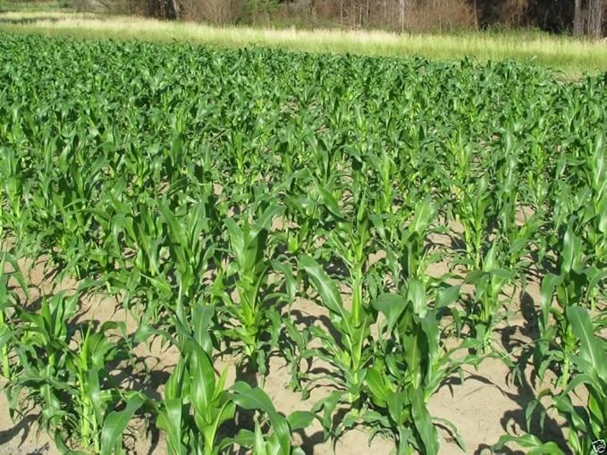 Hickory King White Dent Corn - Heirloom- Vegetable Seeds(1 LB Seeds)