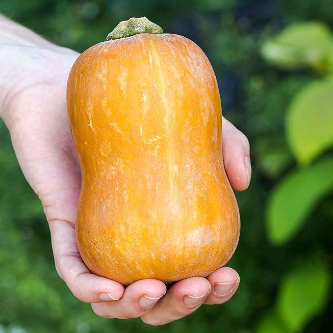 Eden Brothers Squash (Winter) Seeds - Honeynut Non-GMO Seeds for Planting, Packet | Low-Maintenance Vegetable Seeds, Plant During Warm Season, Zones 10, 3, 4, 5, 6, 7, 8, 9
