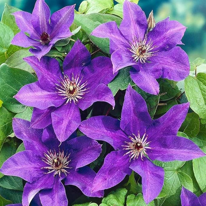 200+Perennial Mixed Clematis Vine Flower Seeds for Planting Outdoor-Clematis Hybridas Plant Garden Home Non-GMO
