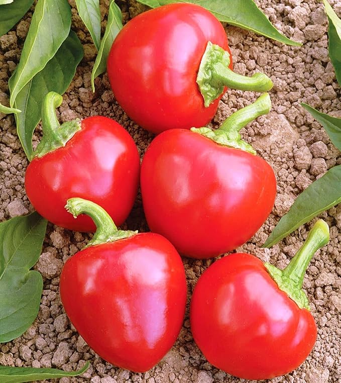 Seeds Red Hot Cherry Pepper Vegetable for Planting Heirloom Non GMO