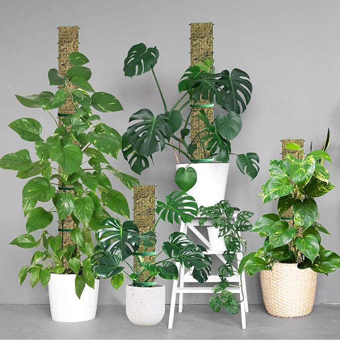 60" Metal Moss Pole, D Shape Sphagnum Moss Pole, Moss Poles for Climbing Plants, Monstera, Indoor Climbing Plants (6Pcs 60")