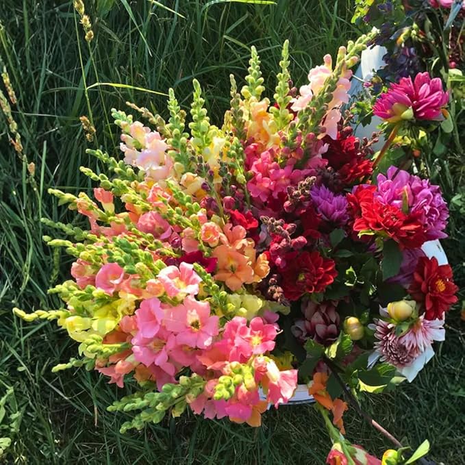 Snap Dragon Seeds for Planting Outdoor,5001+Mixed Snapdragon Flower Seeds,Flower Seeds Perennial Non GMO Heirloom for Outdoor Garden