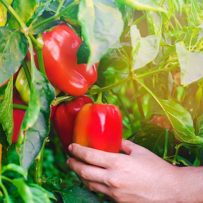 Organic Sweet Pepper Seeds (California Wonder) - Approx 25 Seeds - USDA Organic, Non-GMO, Open Pollinated, Heirloom, USA Origin