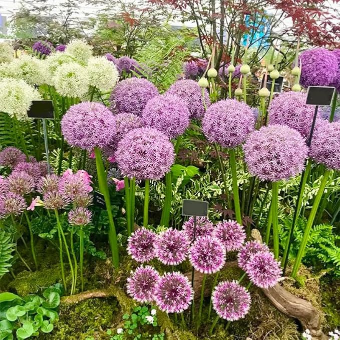 240+ Mix Rare Allium Giganteum Flower Seeds for Planting-Non-GMO Heirloom Plant Seeds Garden Outdoor