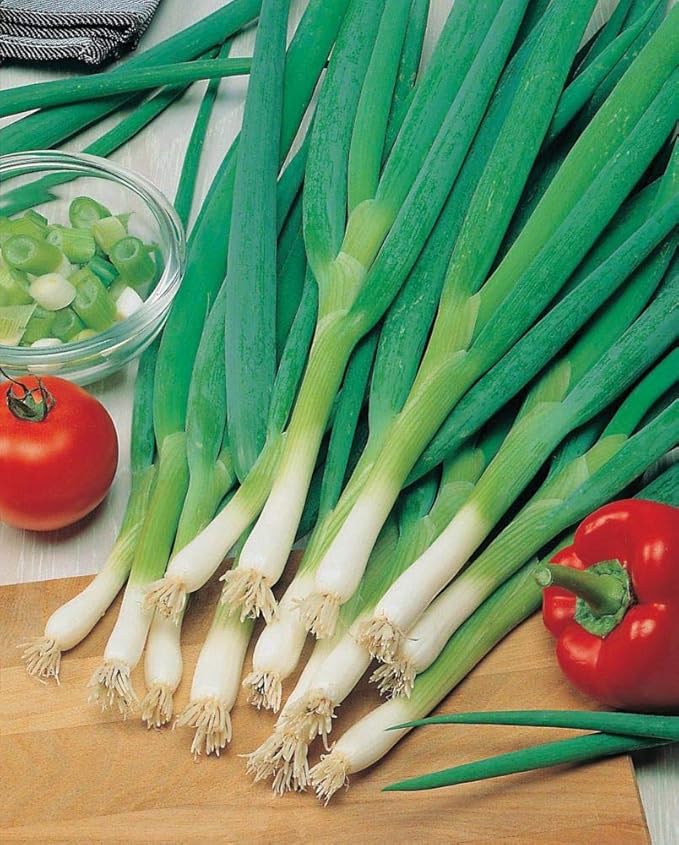3500+ Long Green Scallion Seeds for Planting, Bunching Long Green Onion Seeds, Non-GMO Organic Heirloom Scallion Seeds