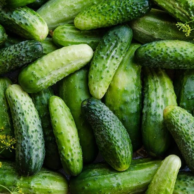 100 Organic Boston Pickling Cucumber Seeds for Planting 3 Grams of Seeds Heirloom Non GMO USA Harvested Survival Garden