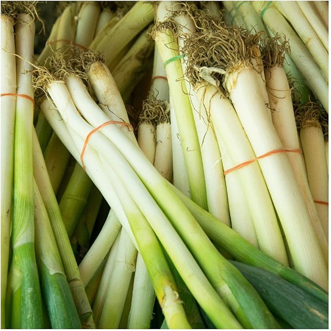 Everwilde Farms - 1/4 Lb Organic Evergreen White Bunching Onion Seeds - Gold Vault