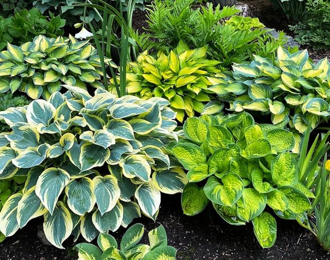 50pcs Mixed Hosta Seeds for Planting Outdoors Rare Perennial Flower Shade Hosta Plant Moderate Drought Tolera