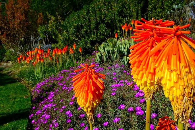 Seeds Kniphofia Red Poker 80 Seeds for Planting Torch Lily Poker Plant Tall Perennial Plant Non-GMO