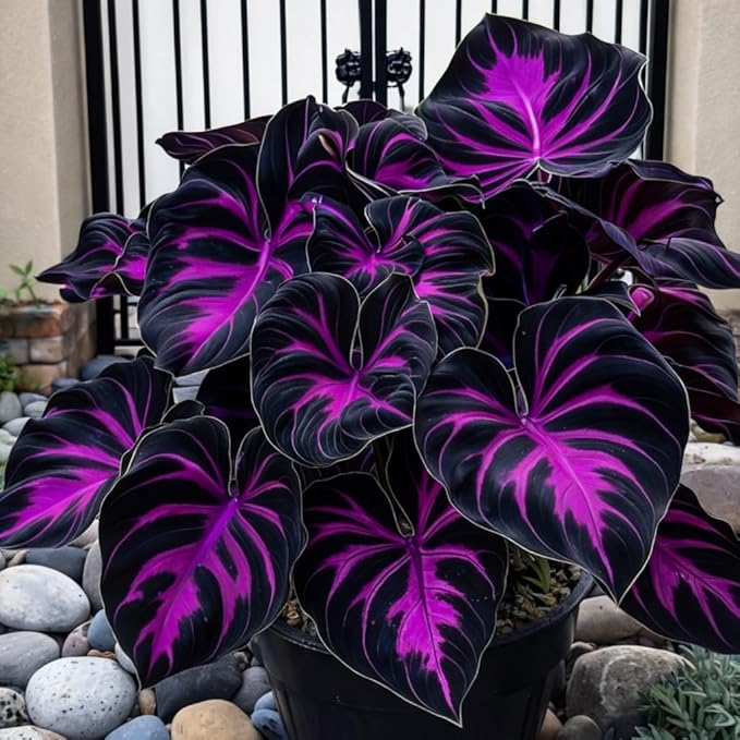 308 Hosta Seeds for Planting – Rare Perennial Shade Plants, Lush Heart-Shaped Foliage, Long-Lasting Ornamental for Borders, Pathways & Outdoor Garden Landscapes