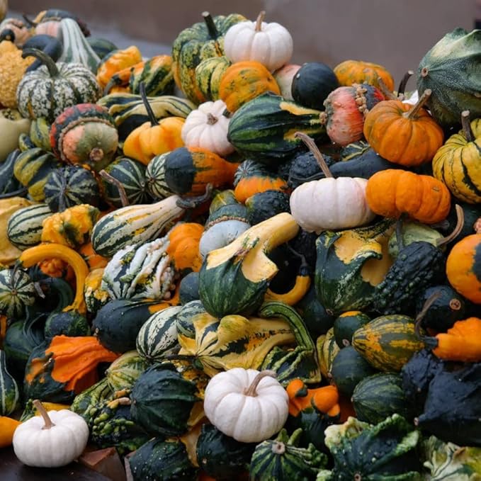 10+ Seeds Ornamental Pumpkin - Vegetable Mix