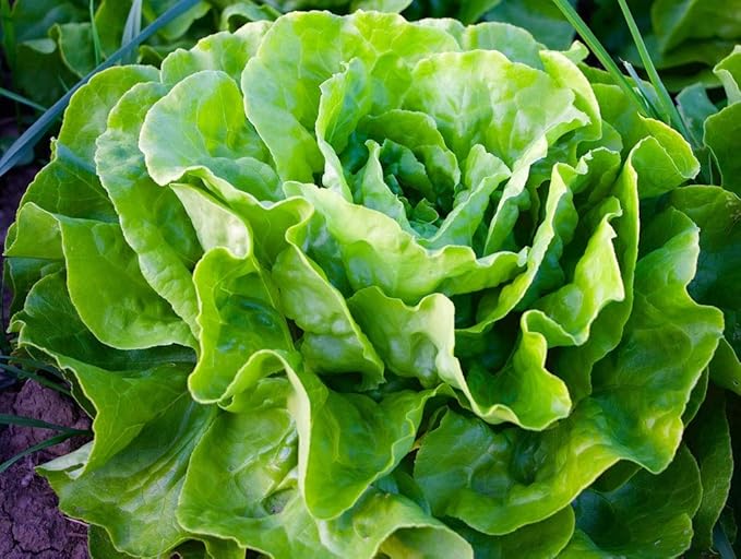 1000+ Seeds Butterhead Lettuce May's Queen for Indoor Salad - Vegetable Green