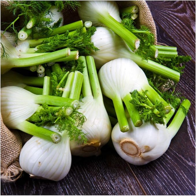 Seed Needs Florence Fennel Seeds for Planting - Non-GMO Heirloom & Untreated - Culinary & Medicinal Herb to Plant an Indoor/Outdoor Home Grown Garden (1 Pack)