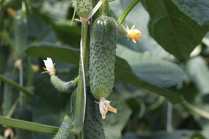Rare Cucumber Titus F1 Seeds Pickling Mid-Early Heirloom Vegetable for Planting Non GMO 40 Seeds