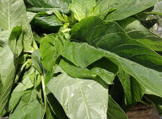 3000 Jamaican CALLALOO Seeds,West Indian,Chinese Spinach ,Organic, ,Heat Loving