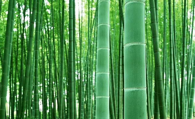 100+ Giant Timber Bamboo Seeds – Rapid-Growth Bamboo – Ideal Privacy Hedge, Windbreak, Landscaping, Indoor/Outdoor Pots – Symbol of Luck & Prosperity
