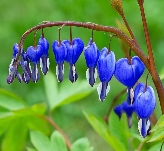 Rare 20 Pcs Lavender hues Seeds Perennial Bleeding Heart Shade Flower Garden