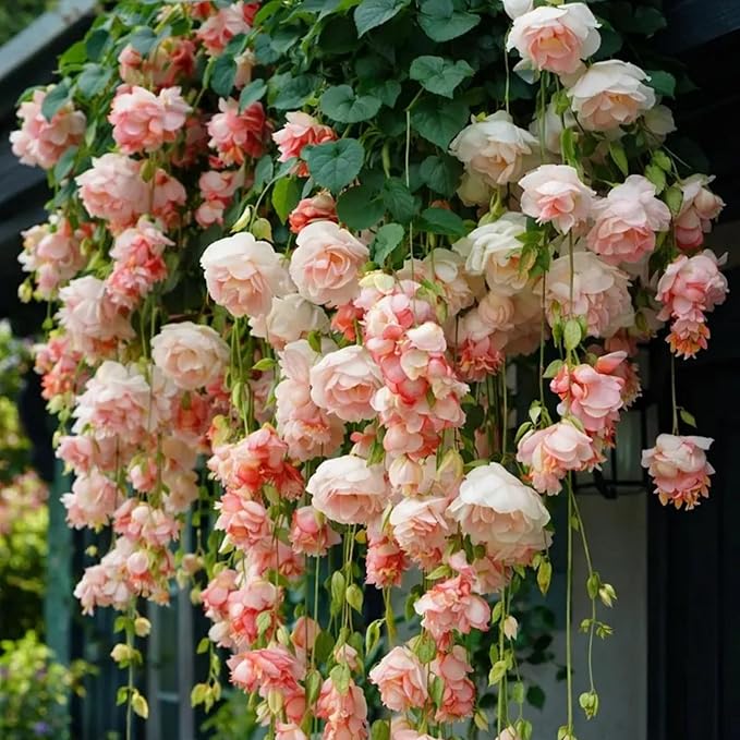 150+ Weeping Begonia Seeds | Cascading Hanging Flowers | Ornamental Garden & Basket Plant Seeds for Garden Outdoor Indoor