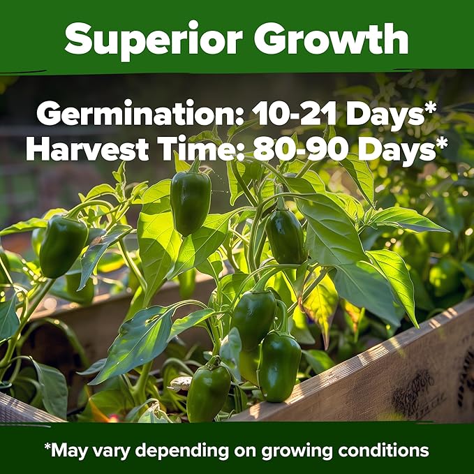 HOME GROWN Jalapeno Pepper Seeds 258+ Heirloom Non-GMO Seeds for Planting, High Germination, Mild to Medium Heat Hot Peppers, Heavy Producer, Perfect for Salsa & Pickling (Capsicum annuum)