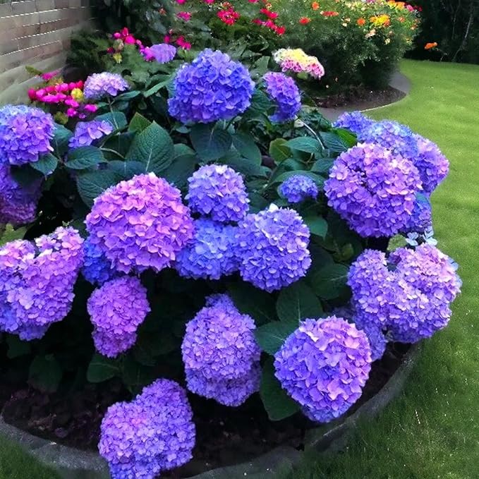 35 Mixed Color Hydrangea Seeds – Blue, Pink & Purple Blooming Flower Seeds for Home Garden Planting, Non-GMO