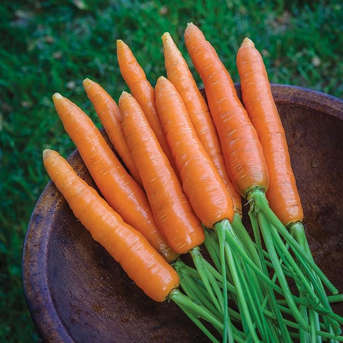 Burpee Organic Nantes Half Long Carrot Seeds - Sweet, Stump-Rooted Variety