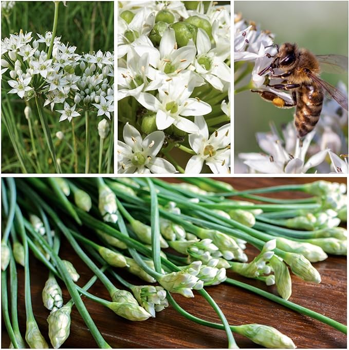 Seed Needs Chive Seeds for Planting Garlic & Common Chives Herbs - Non-GMO Heirloom & Untreated Garden Seed to Plant an Indoor/Outdoor Culinary Garden (Collection of 2 Packets)