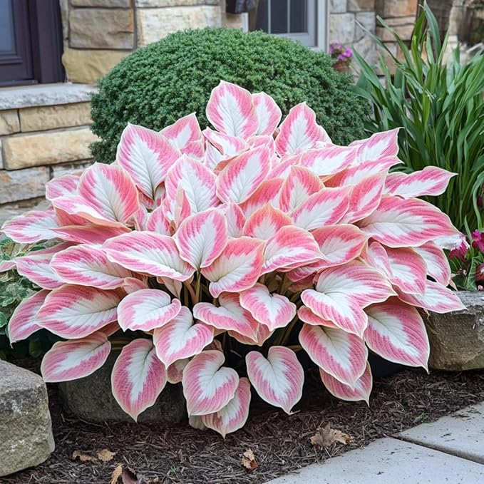 200+ Hosta Seeds Heart-Shaped Hosta Bare Roots - Rich Foliage, Low Maintenance, Heart Shaped Leaves